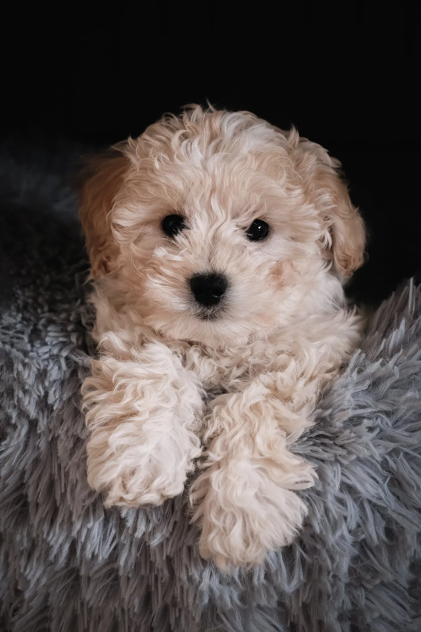 Voorbeeld van Hondjes: Drie hondjes voor de camera, van pluizige pup tot vrolijke kwispelaar.