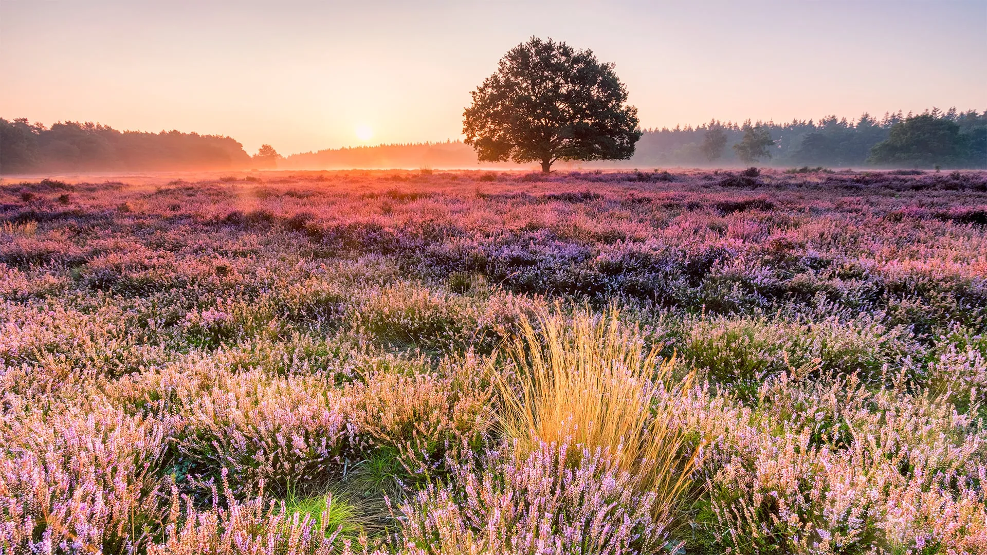 Voorbeeld van Landschappen: Bloeiende heide bij zonsopkomst, herfstkleuren in het water en de stad in het blauwe uur.